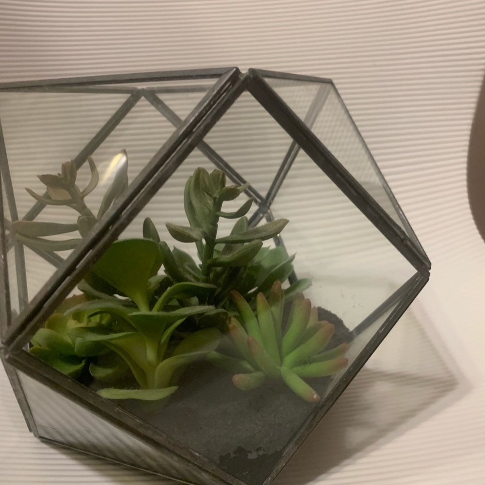 House plant